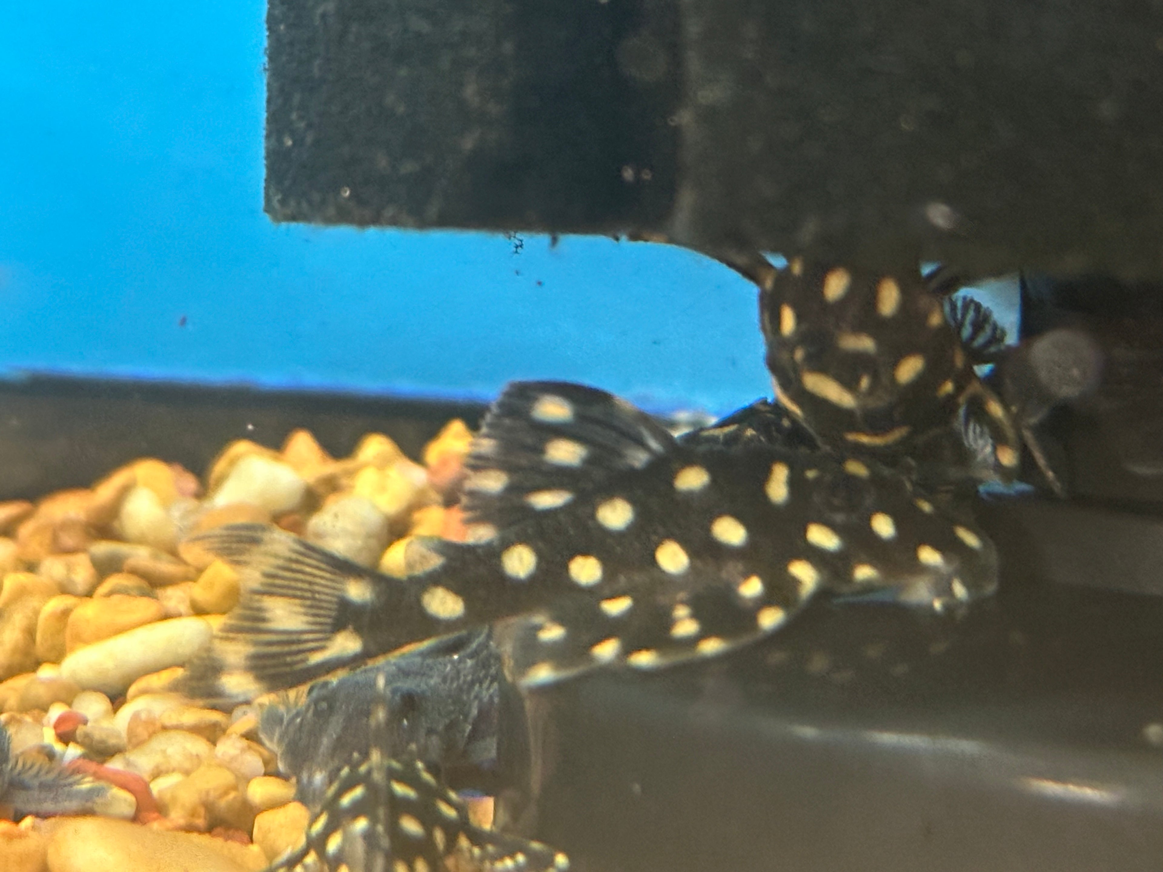 Snowball Pleco (1.5”)