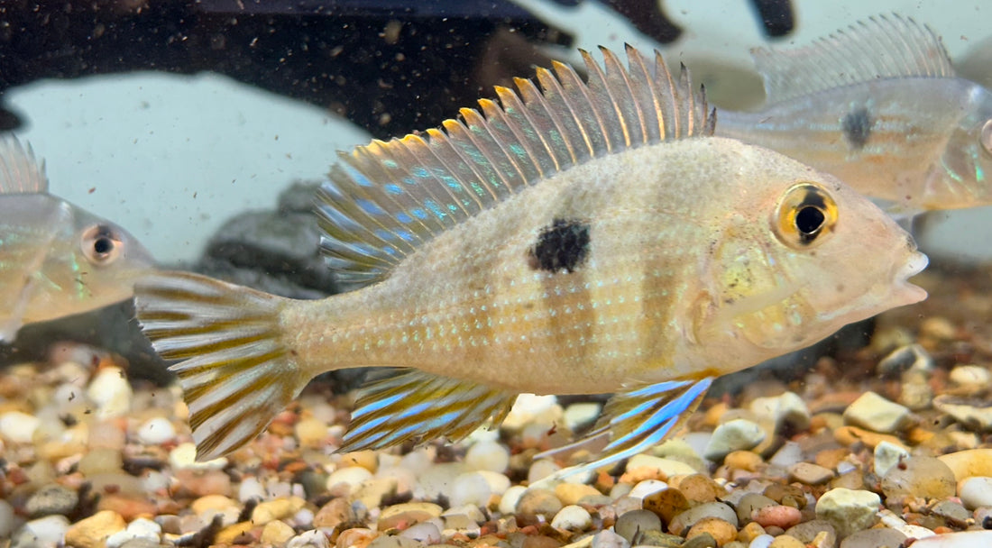 Red Head Tapajos Geophagus (3”)