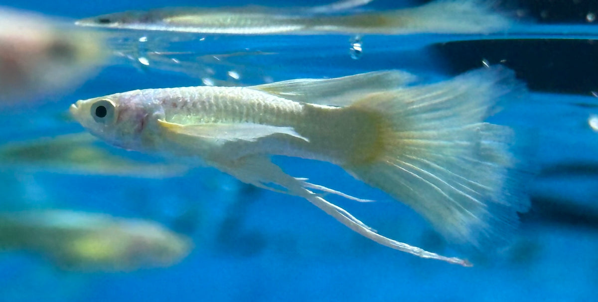 Platinum/Gold Ribbon Guppy Pair (1”)