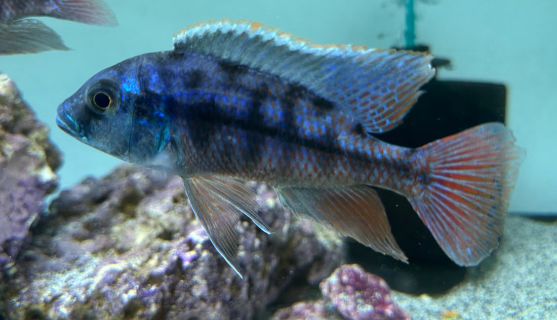 Large Red Empress Cichlid (5”)