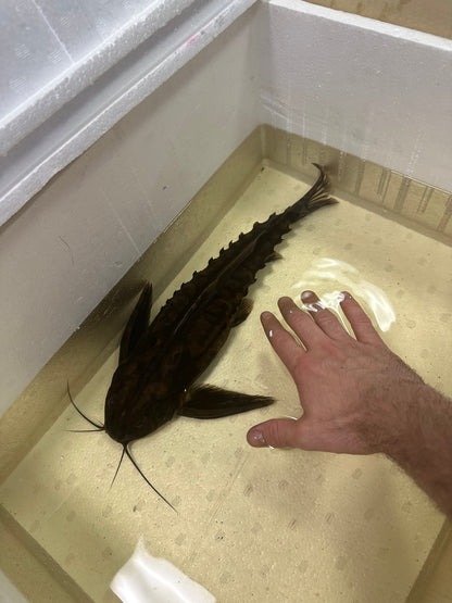 XL Irwini Catfish (17-18”)