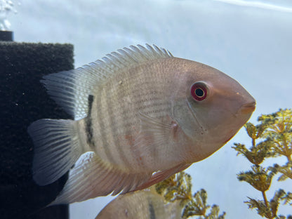 LARGE Mouthbrooding Severum (5”)