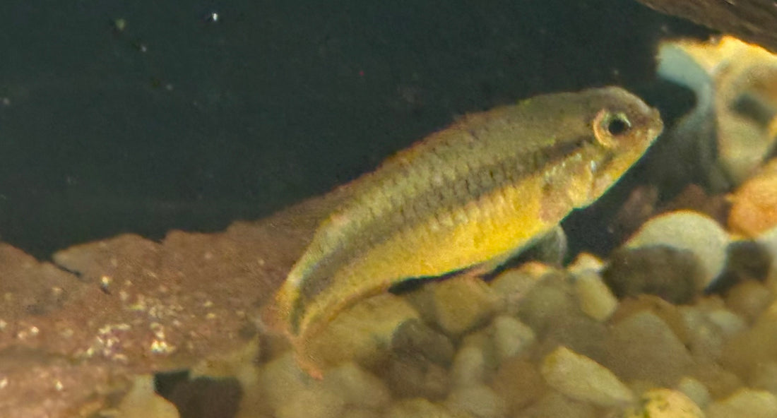Double Red Agassizi Apisto Pair (1.5-2”)
