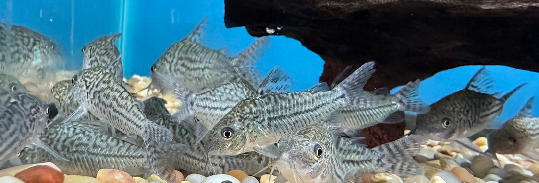 Sodalis Falsas Corydoras Reticuladas (1.5”)