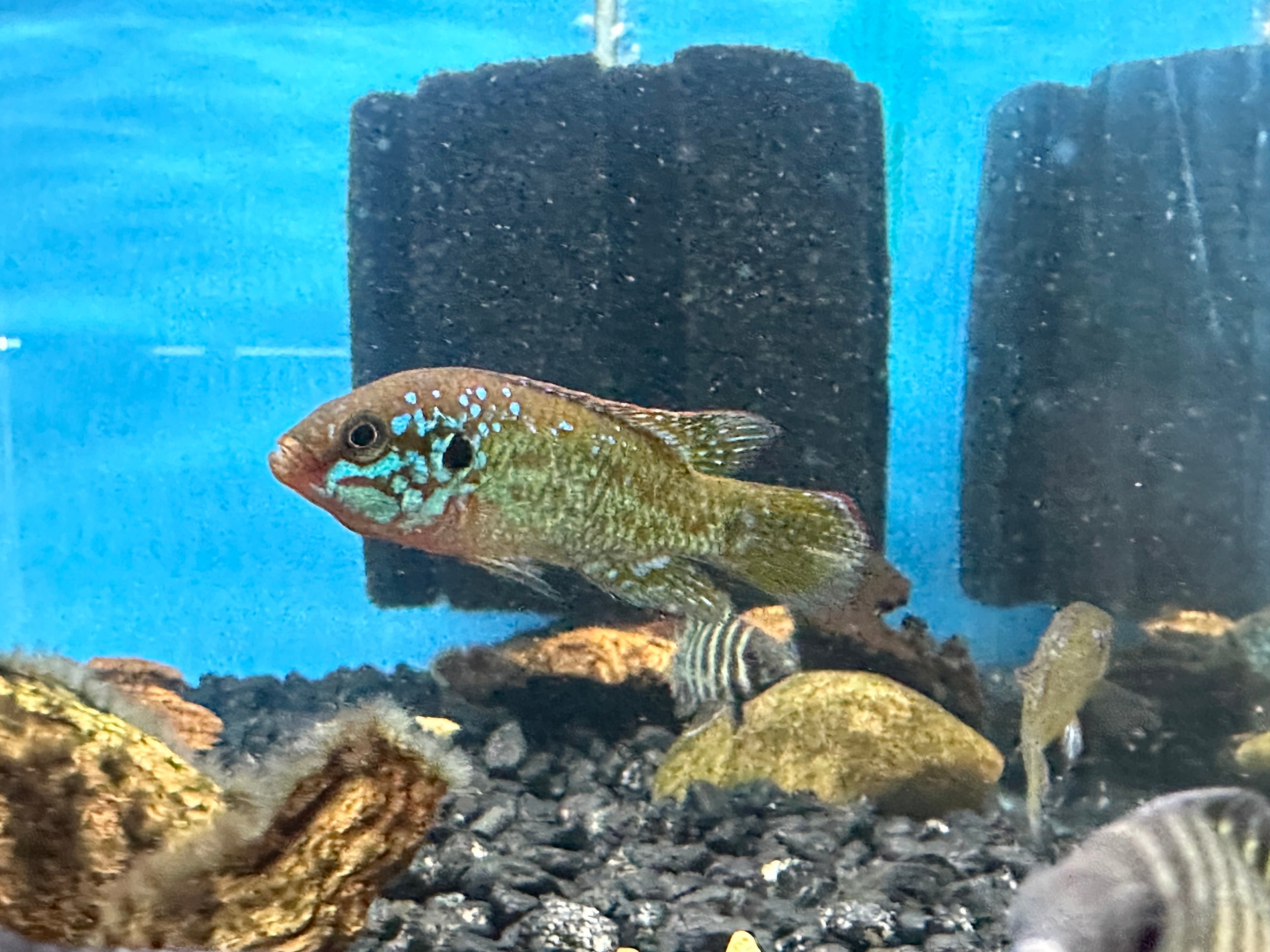 Turquoise Jewel Cichlid (2”)