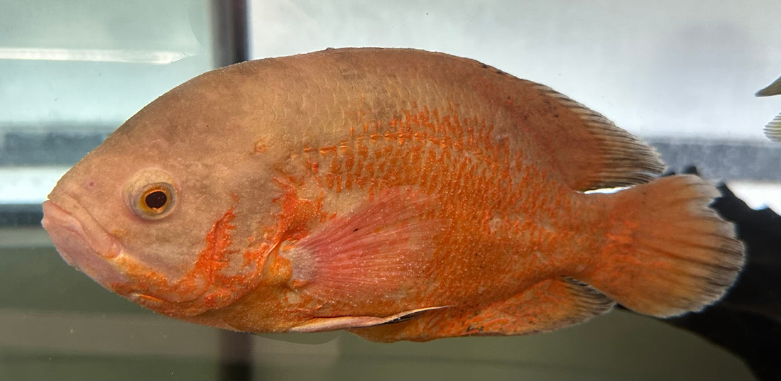 Albino Red Oscar (7-8”)