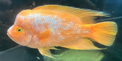XL Mammon Hybrid Cichlid (9-10”)