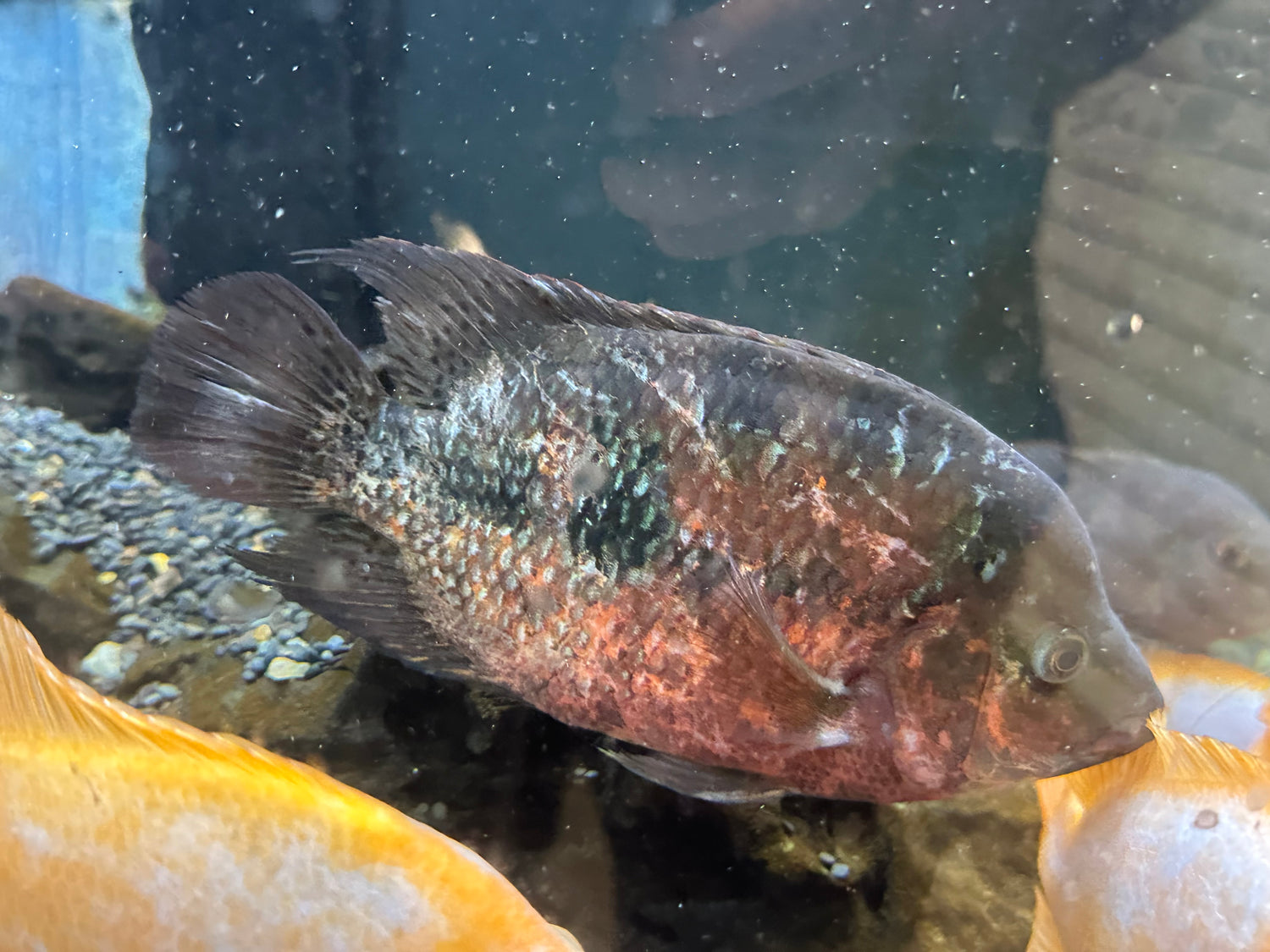 XL Flowerhorn x Midas Hybrid (7”)