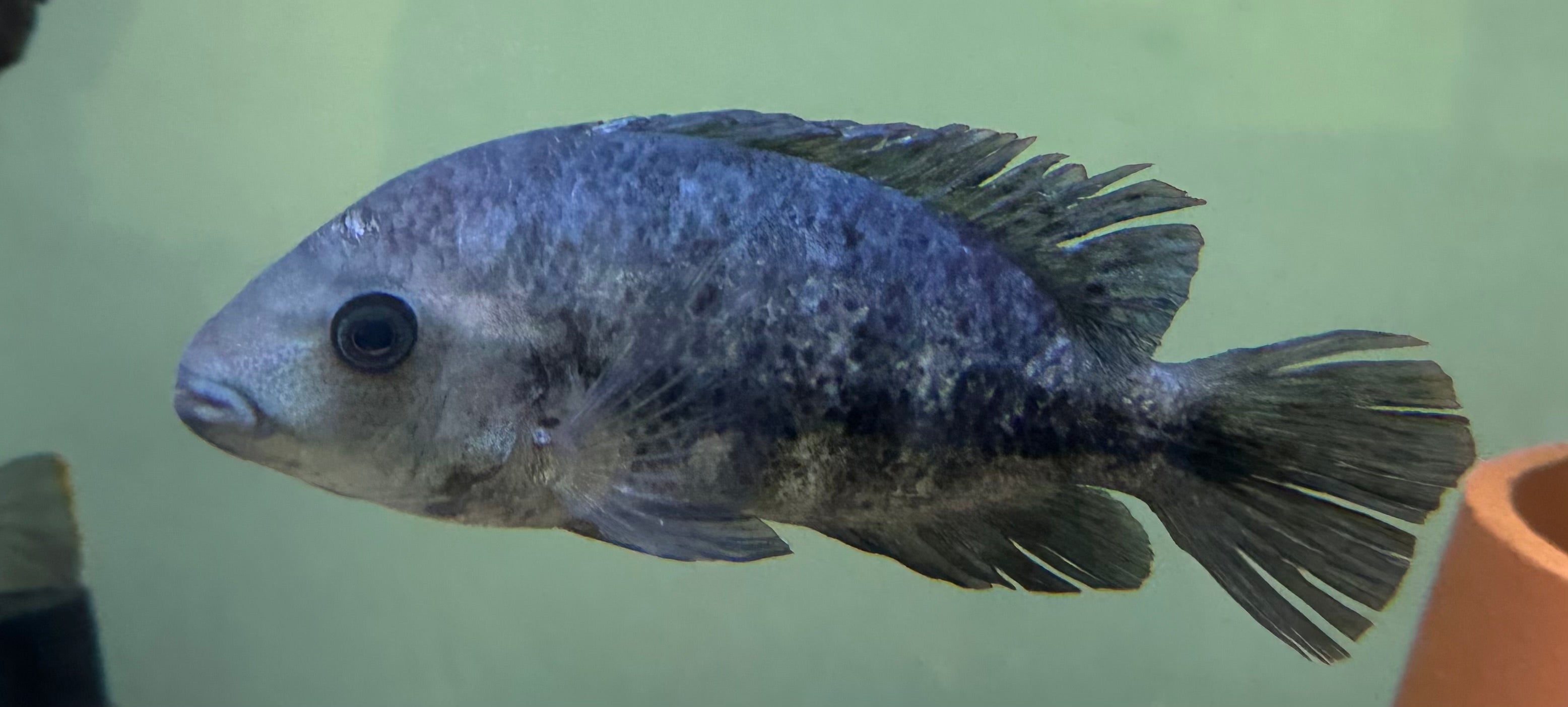 Zonatus Vieja Cichlid (6”)