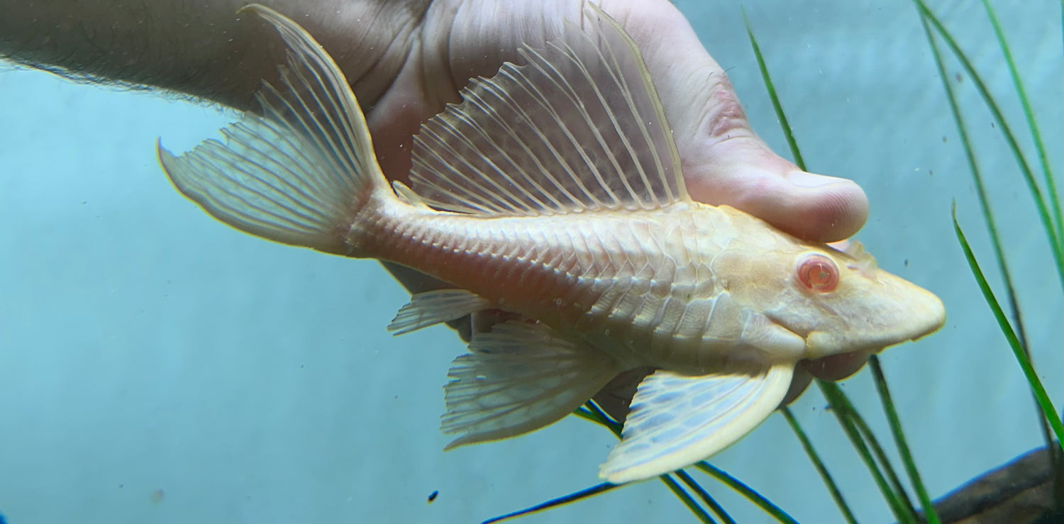 Pleco gibbiceps albino de cuerpo corto (5”+)