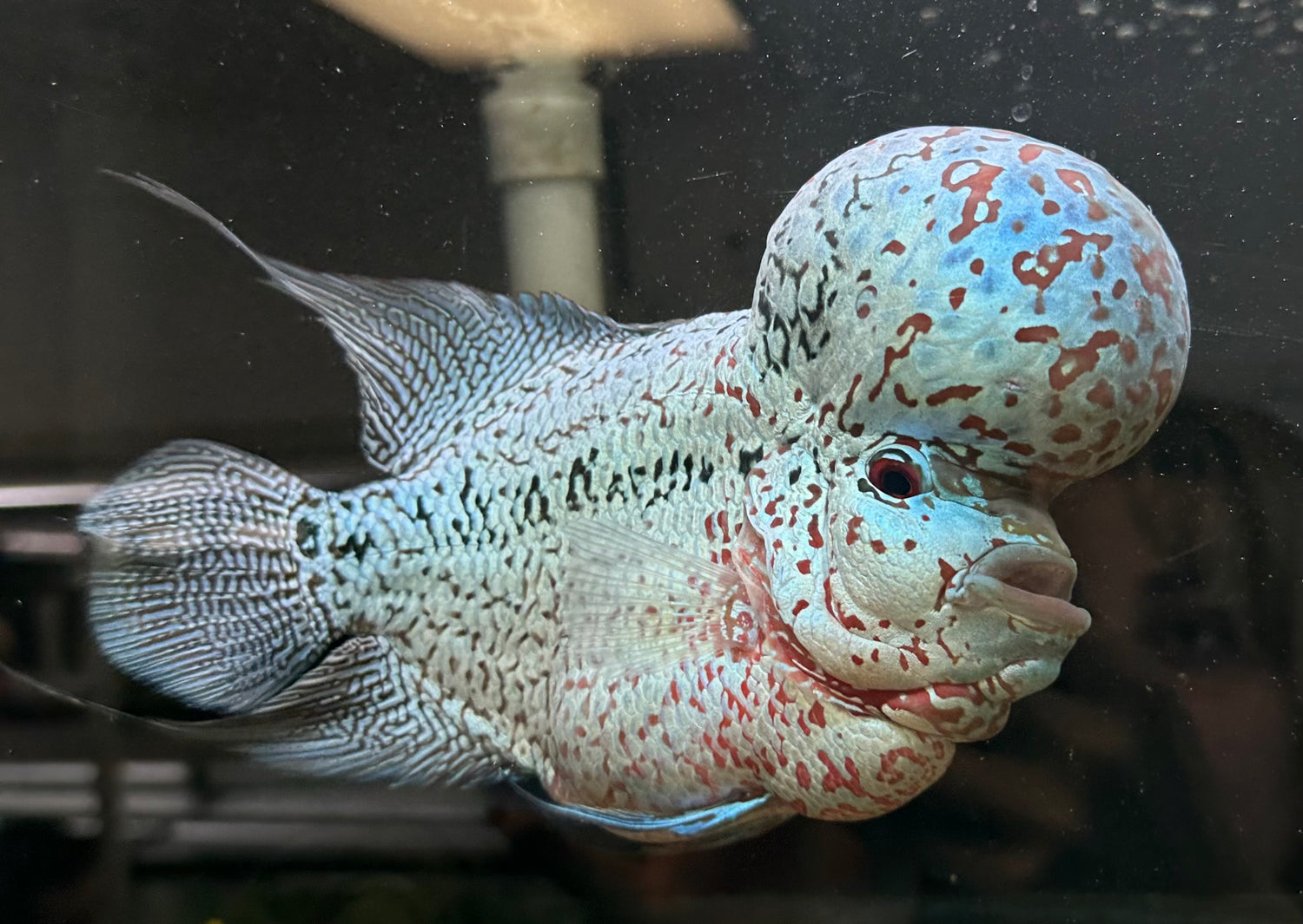 XL Show Flowerhorn (7-8”)