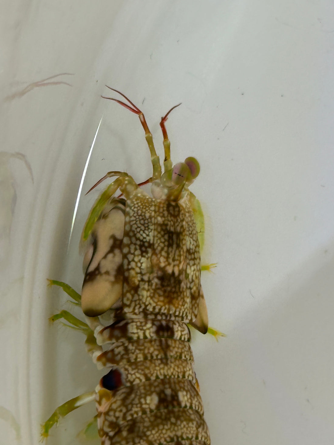 Tiger Mantis Shrimp (2.5”)