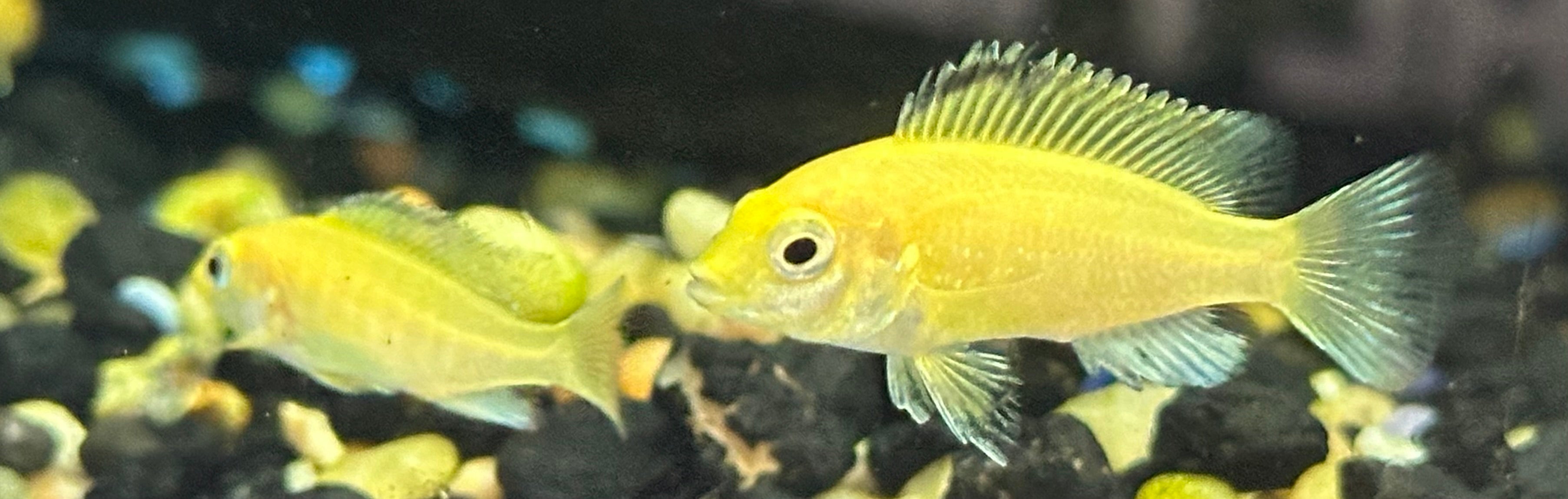 Baby Yellow Lab Cichlid (1-1.25”)