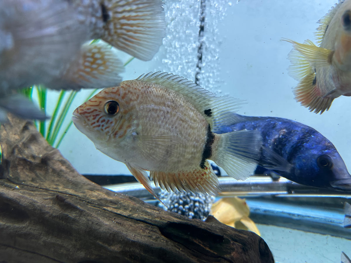 Green Severum (4”)
