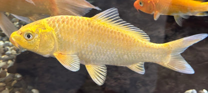 Large Assorted Koi (8-9”)