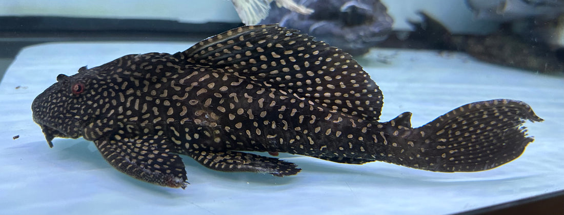 Gibbicepts Pleco (8-9”)