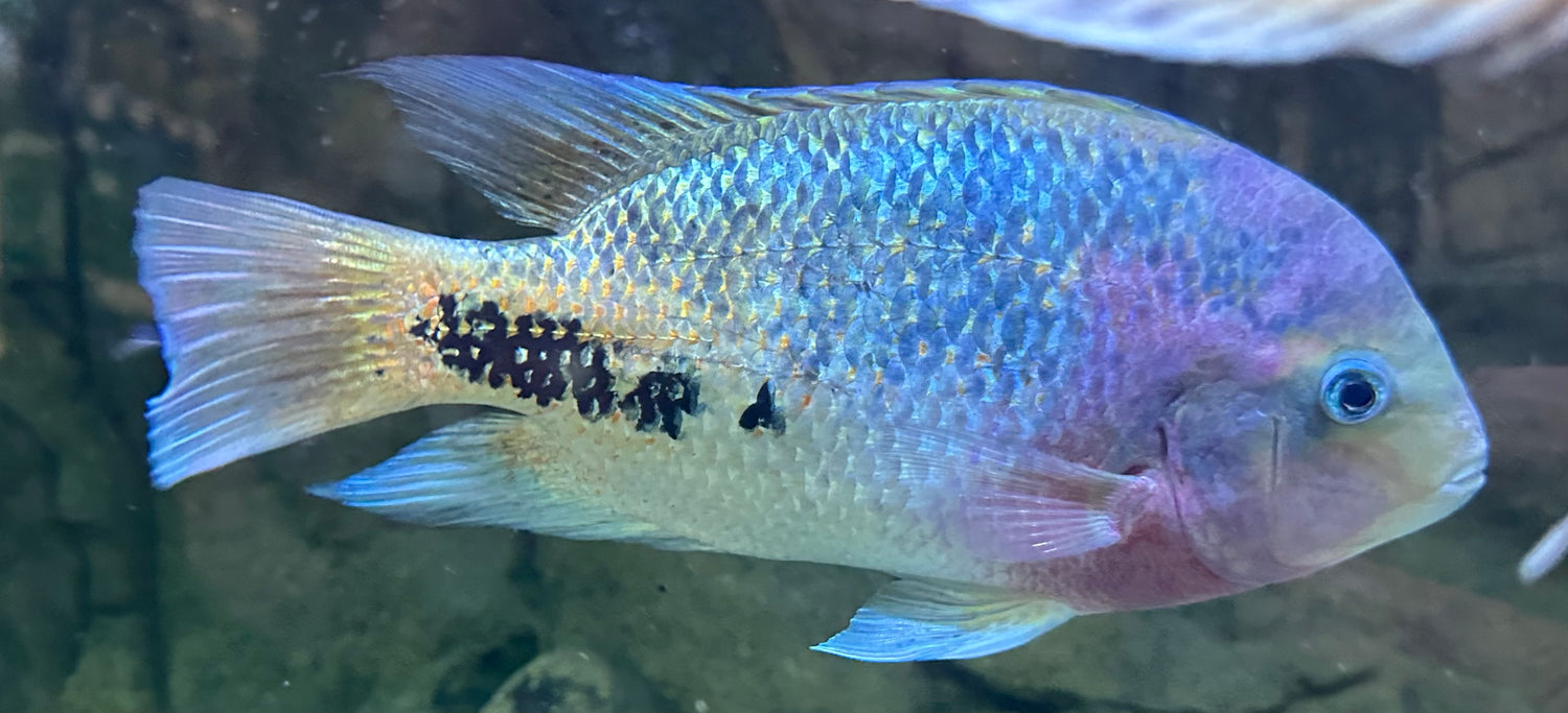 Synspilum Veija Cichlid (8”)
