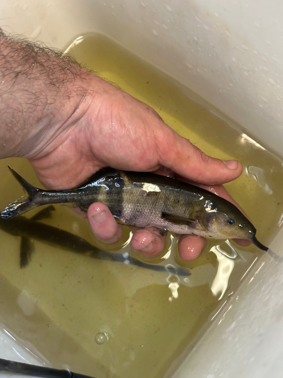 LARGE Elephantnose Mormyrid (6.5-7”)
