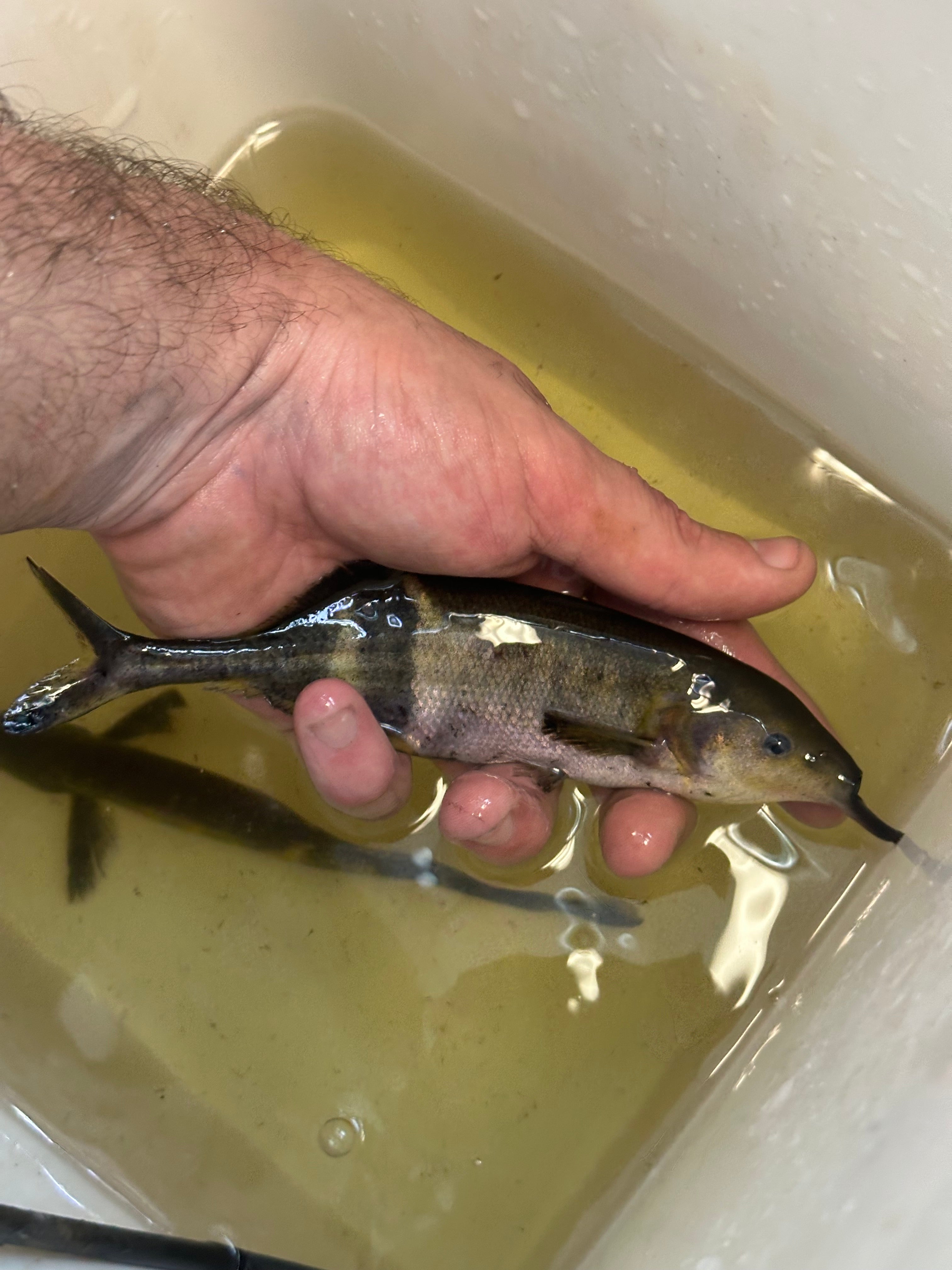 LARGE Elephantnose Mormyrid (6.5-7”)