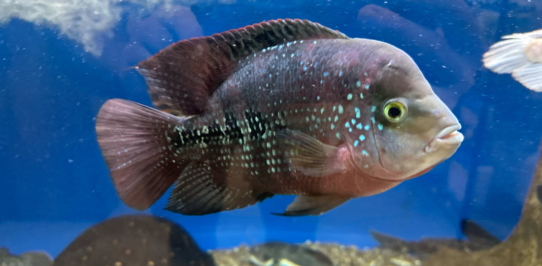 XL Vieja x Flowerhorn Hybrid (7.5-8”)
