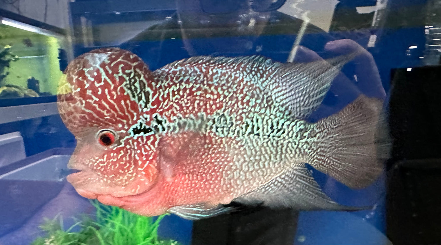 XL Red Dragon Flowerhorn (6-7”+)