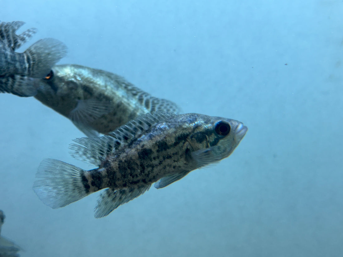 Jaguar Cichlid (3.5-4”)