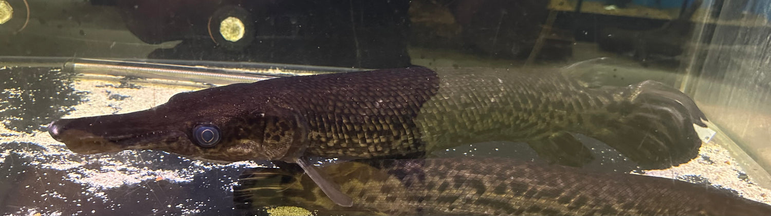XXL Alligator Gar (22”+)