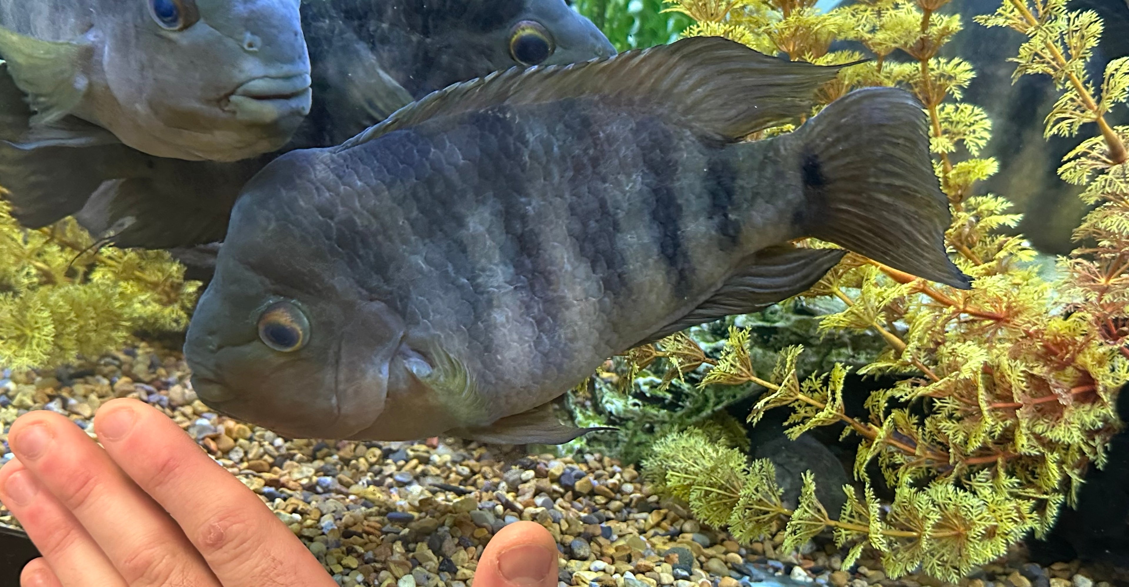 XL Red Isleta Midas Cichlid (7-8”)