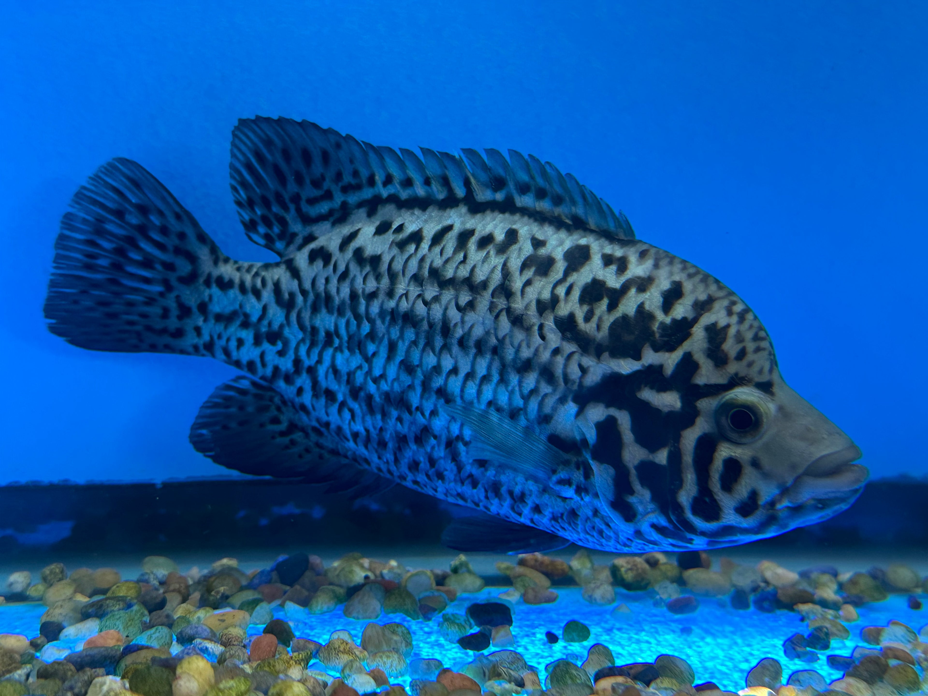 Cuban Cichlid (5.5-6”)