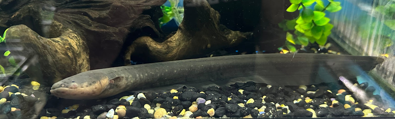 Large Electric Eel (12-13”+)