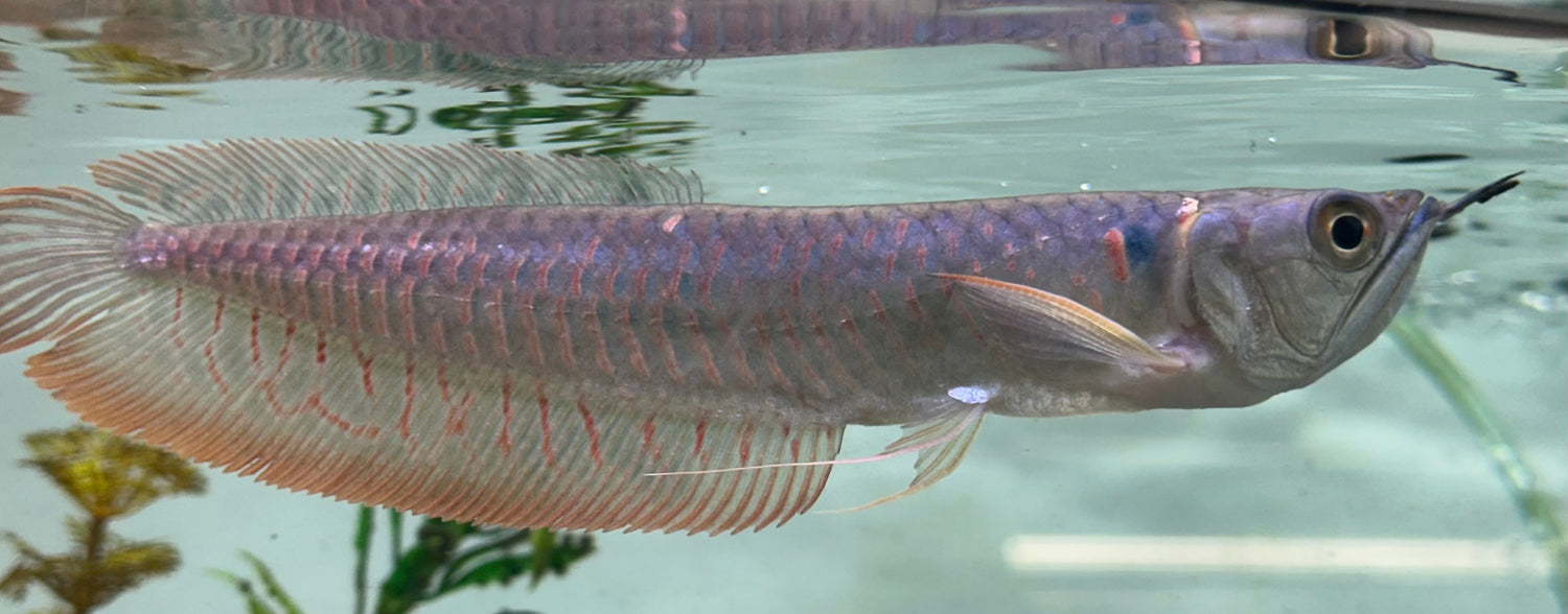 Silver Arowana (6-7”)