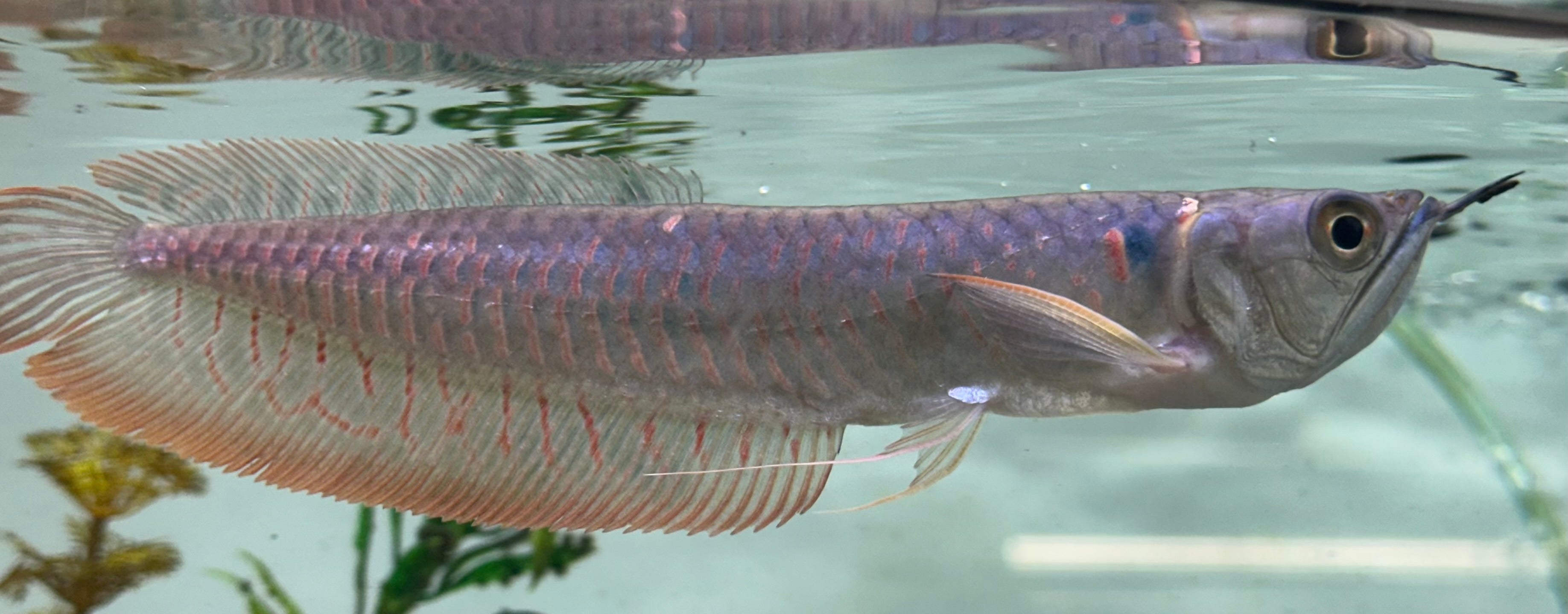Silver Arowana (6-7”)