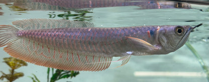 Silver Arowana (6-7”)