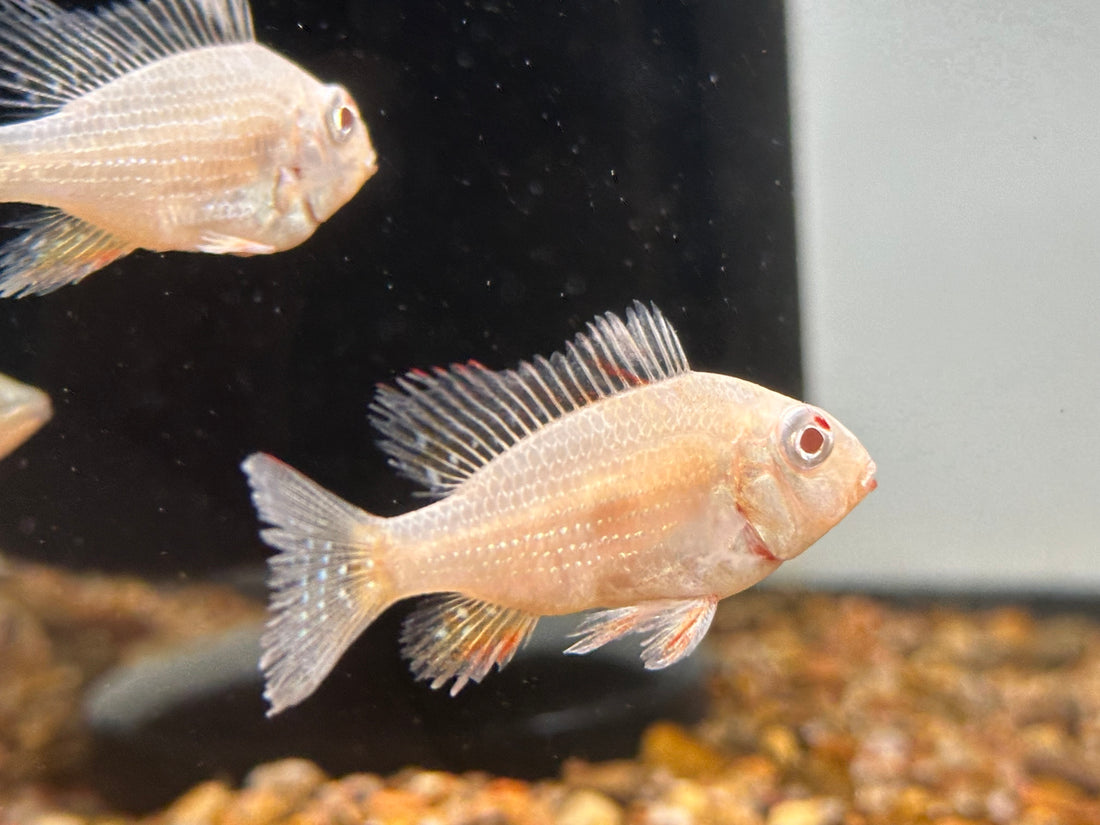 Albino Heckelii Geophagus (2.25-2.5”)