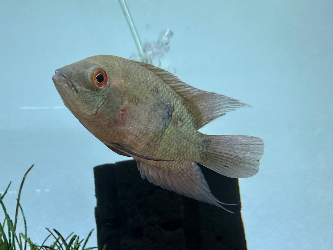 Chocolate Cichlid (2.75-3”)