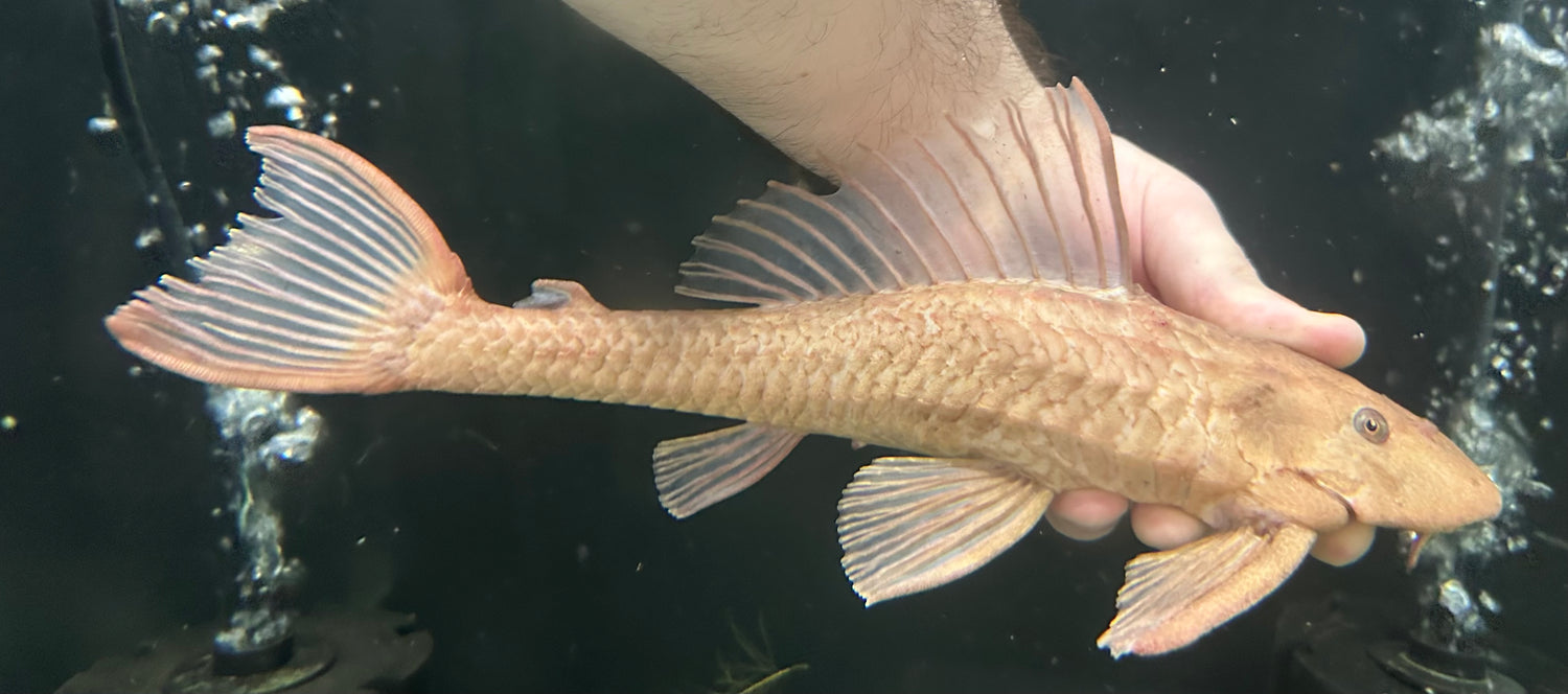 XL Chocolate Pleco (11-12”)