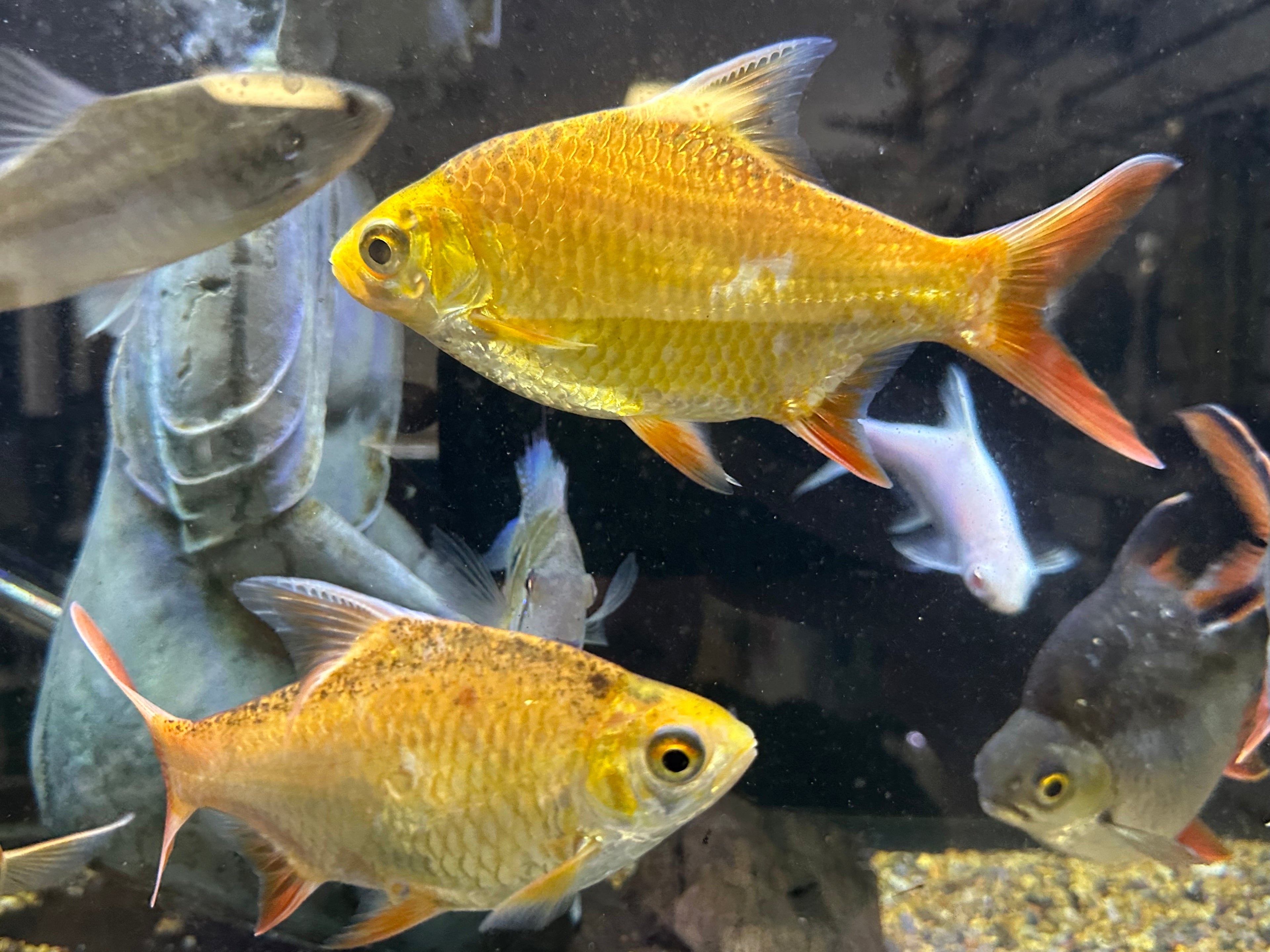 XL Xanthic Tinfoil Barb (6”)