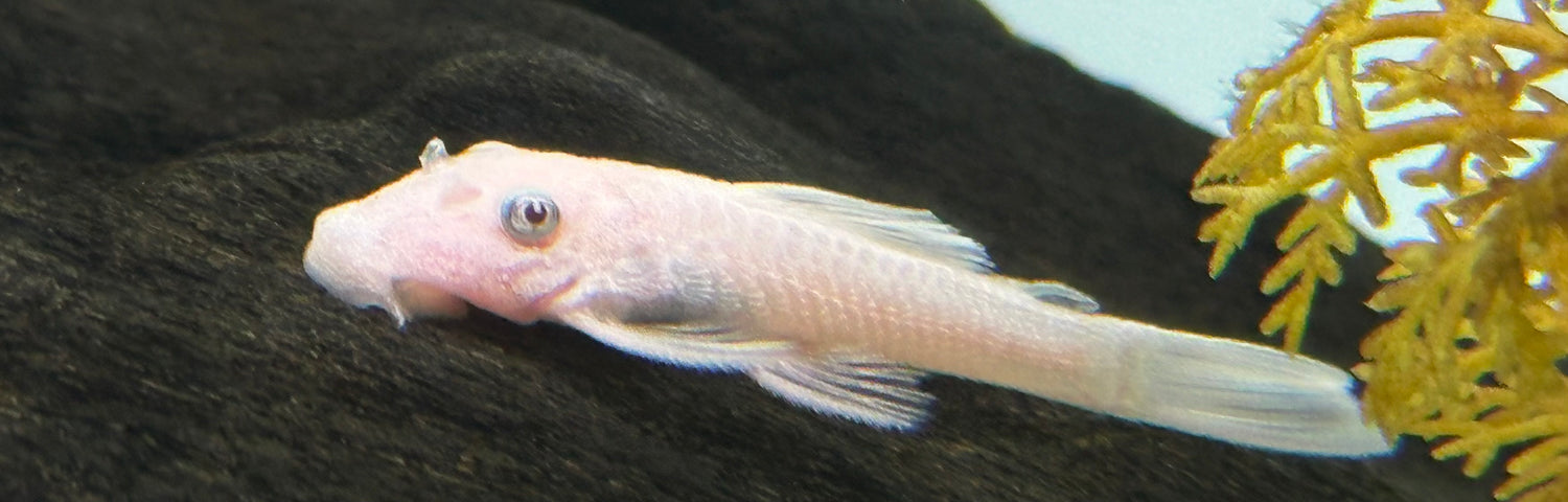 Snow White Bushynose Pleco (1.25-1.5”)