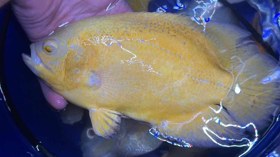 XL Lemon Oscar (7-8”)