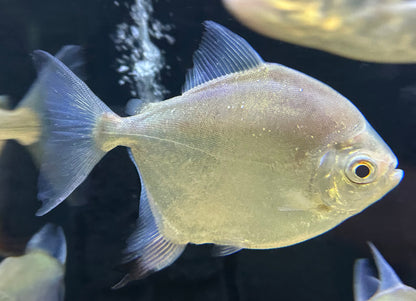 Myloplus Sp Silver Dollar (5.5-6”)