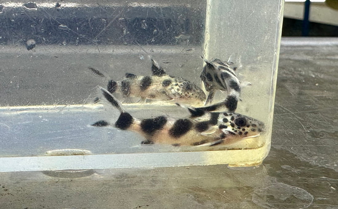 Synodontis valentina (1”)