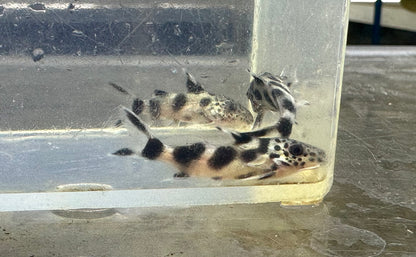Synodontis valentina (1”)