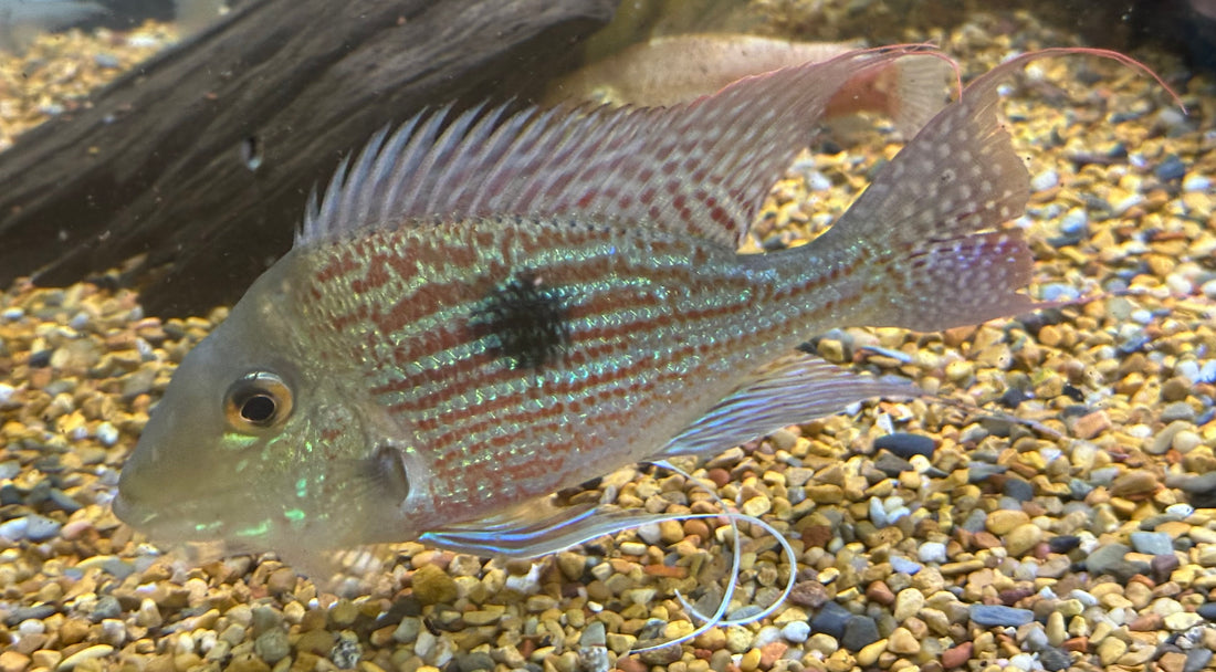XL Sveni Geophagus (7.5-8”)
