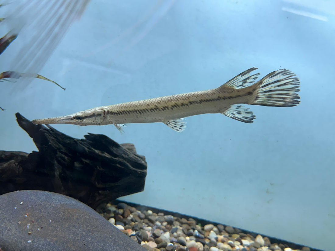 China Captive Bred Cuban Gar (8-9”)