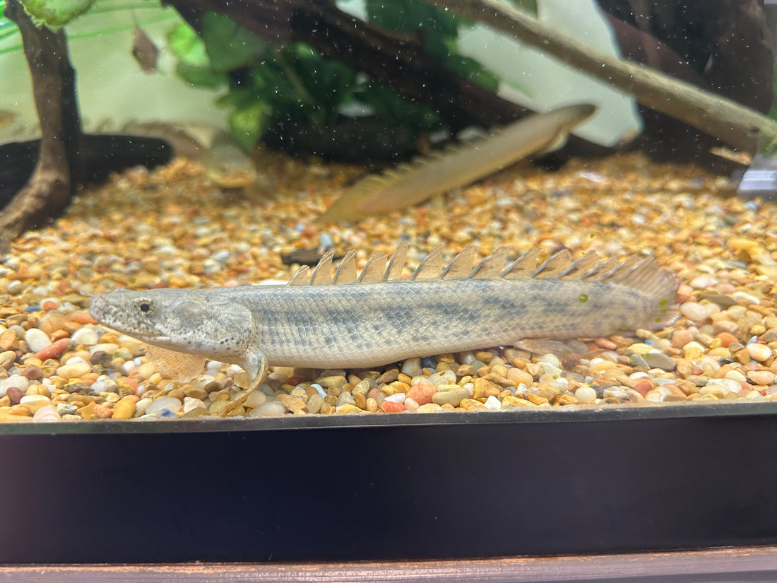 Ansorgii Polypterus (5-6”)