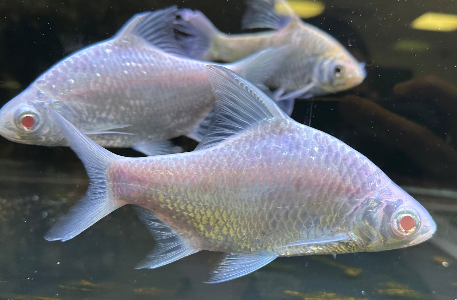 Albino Platinum Tinfoil Barb (6-7”)