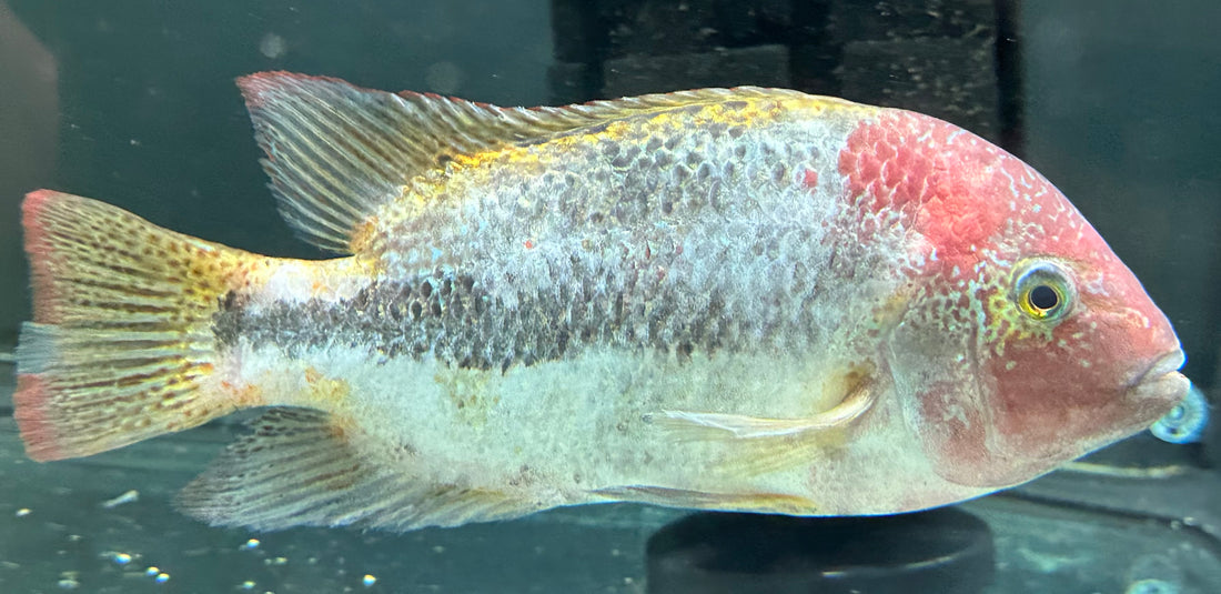 XL Marble Fenestratus Hybrid Vieja Cichlid (7-8”)