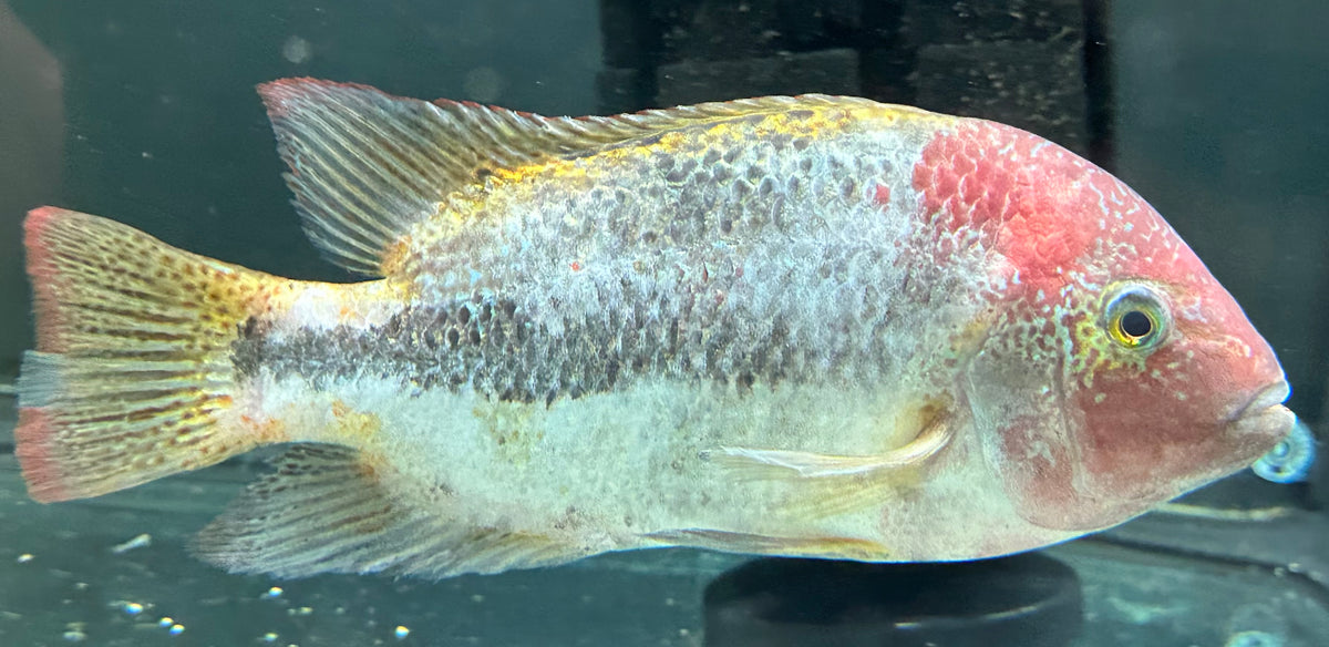 XL Marble Fenestratus Hybrid Vieja Cichlid (7-8”)
