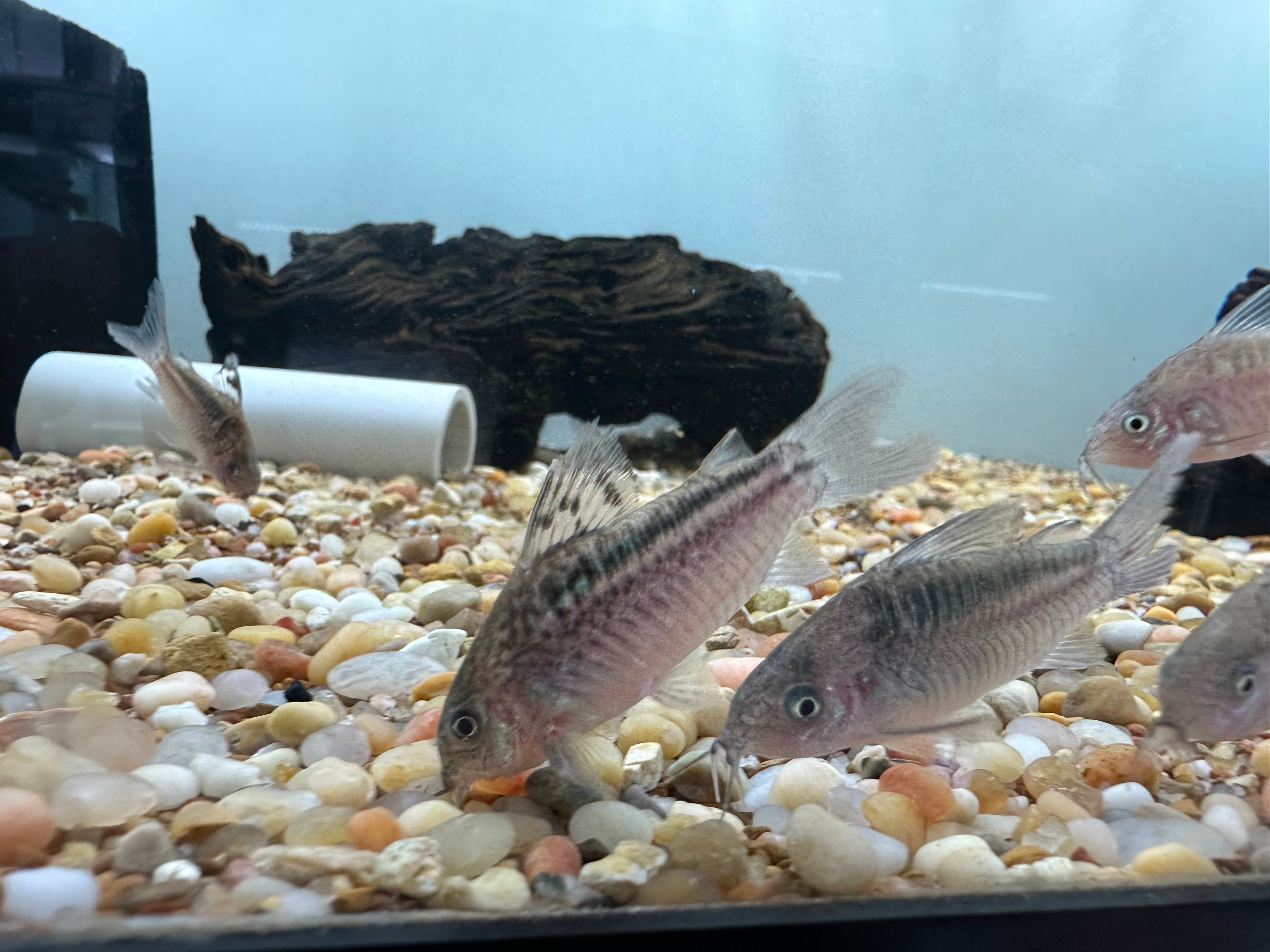 Corydoras Elegans (1,5”)