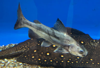 Hifin Shark x Redtail Hybrid Catfish (14-15”)